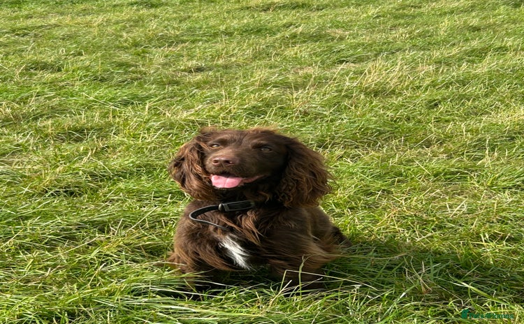 Cocker Spaniel dogs - Advert 2