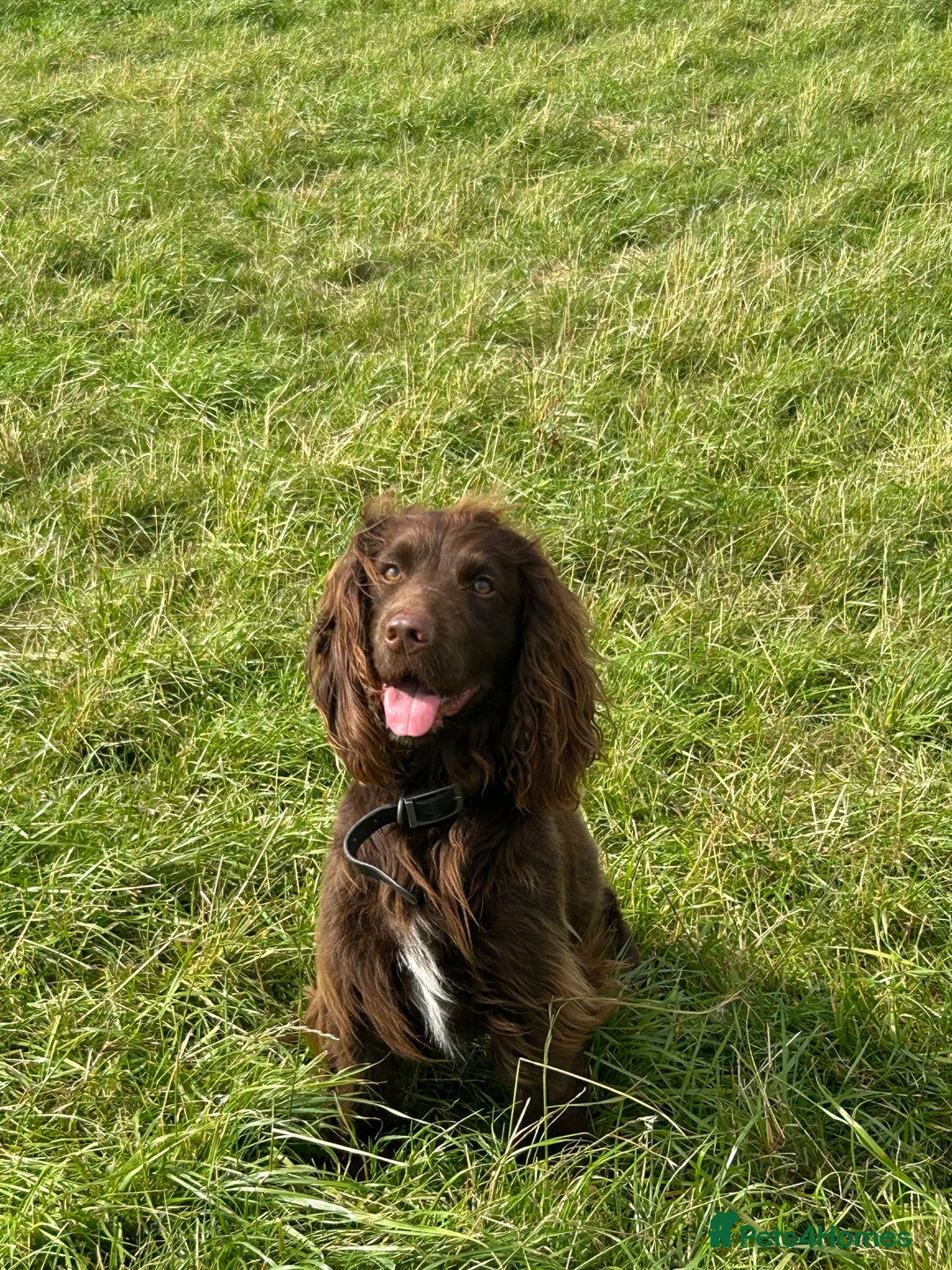 Cocker Spaniel dogs for sale: Working Cocker Spaniel  - Image 1