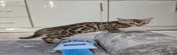 Bengal cats for sale: 🔥✨Pedigree TICA-Registered Bengals - Advert 17