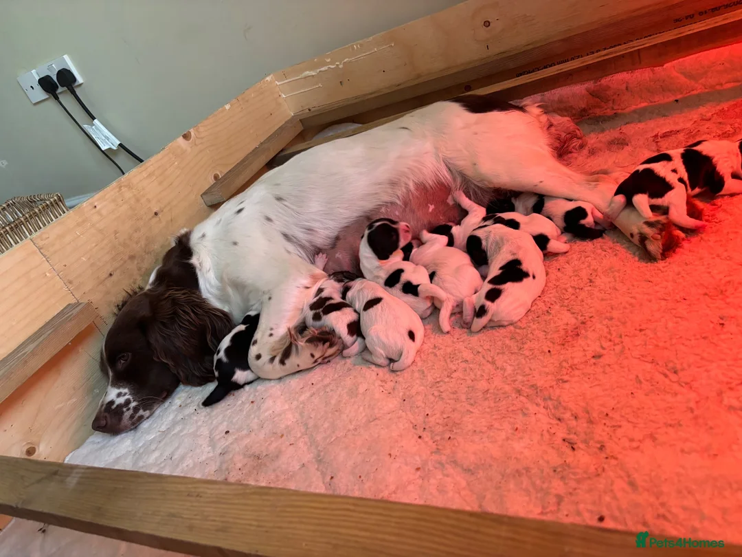 English Springer Spaniel dogs for sale: KC FTCH Springer Spaniels - Advert 2