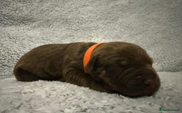 Bandog dogs for sale: 🐾 🌟 Premium multigen Bandogge Puppies🌟🐾 - Image 5