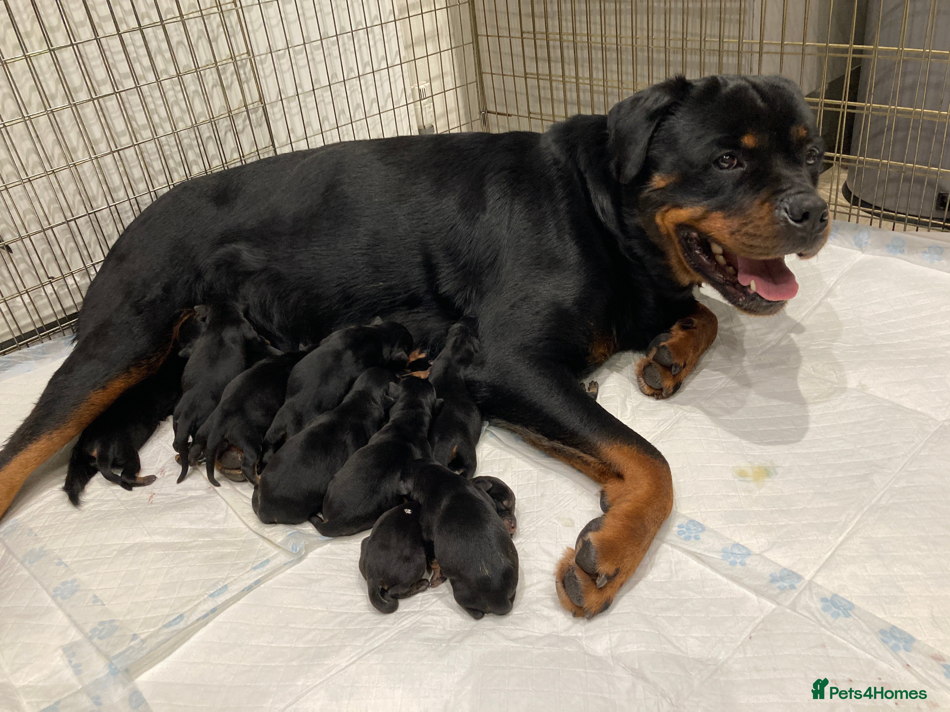 Rottweiler dogs  kennel club registered Rottweiler pups - Advert 15