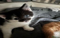 Mixed Breed cats for sale: 4 Gorgeous little boys  - Image 18