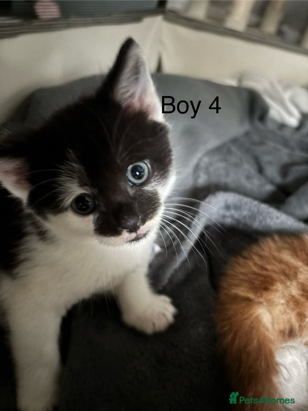 Mixed Breed cats for sale: 4 Gorgeous little boys  - Image 18