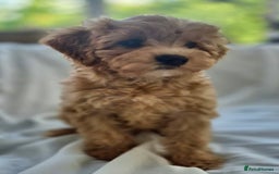 Cavapoochon dogs for sale: F1b MOYEN MERLE CAVAPOOCHON PUPS - Image 13