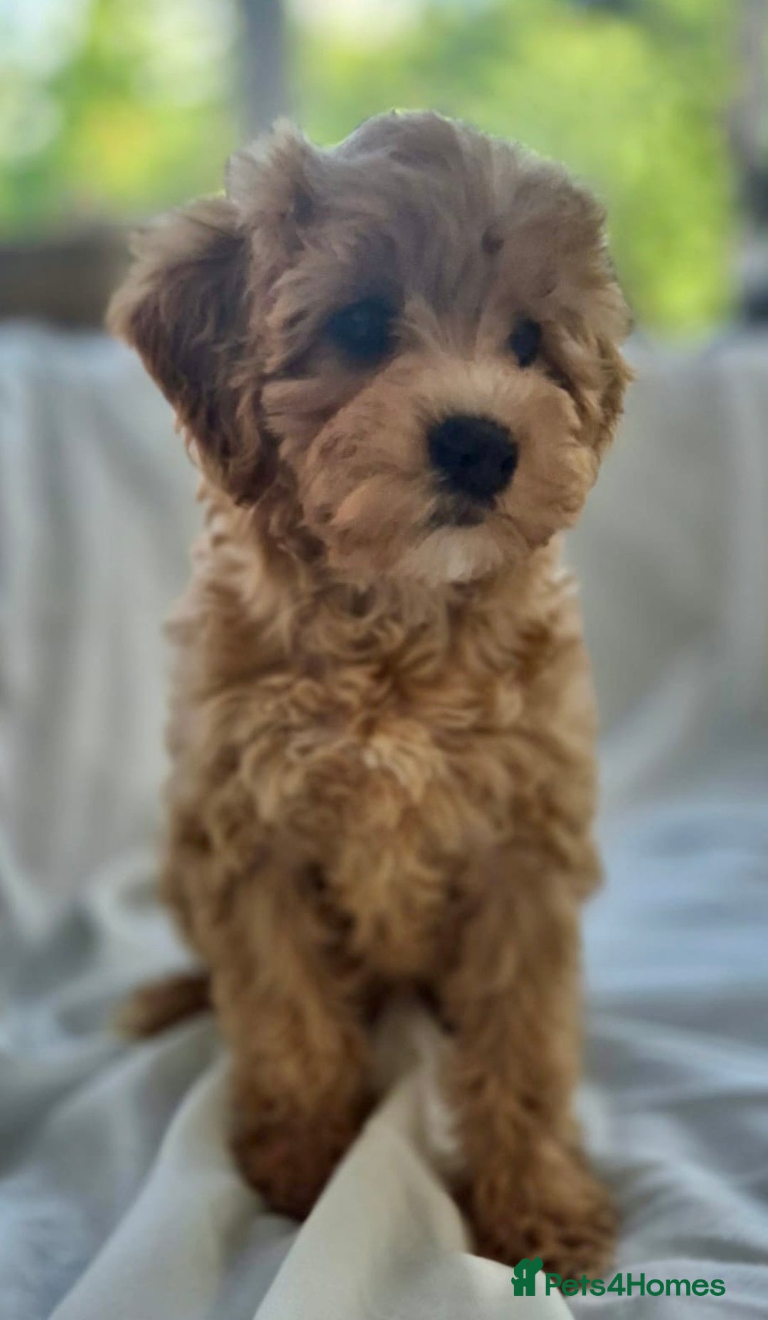 Cavapoochon dogs for sale: F1b MOYEN MERLE CAVAPOOCHON PUPS - Image 13