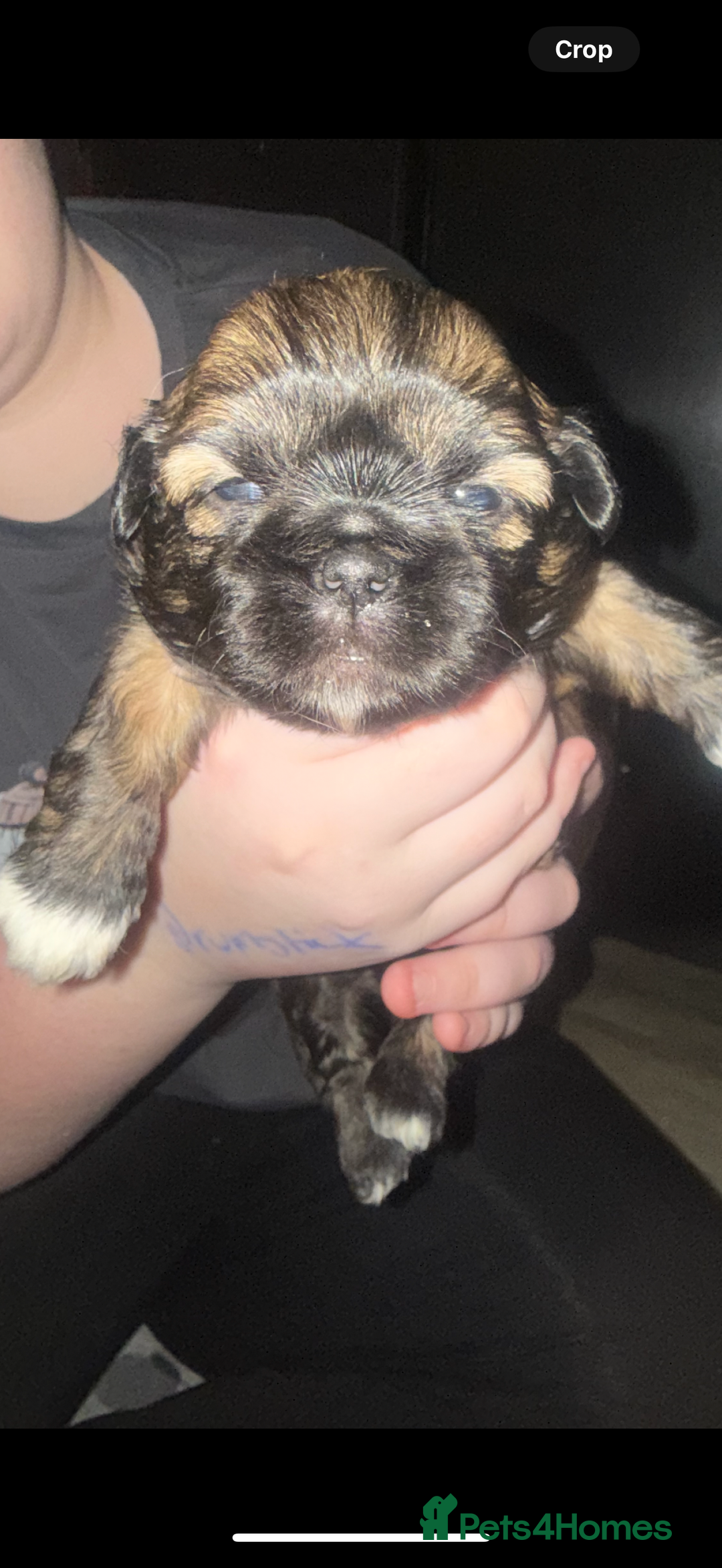 Shih Tzu dogs for sale: Gorgeous Shih Tzu Babies, ready from 14 Febuary.  - Advert 13