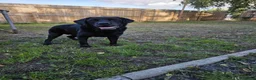 Mixed Breed dogs for adoption: Amlet’s Bags Are Packed. He’s Just Waiting for You - Advert 6
