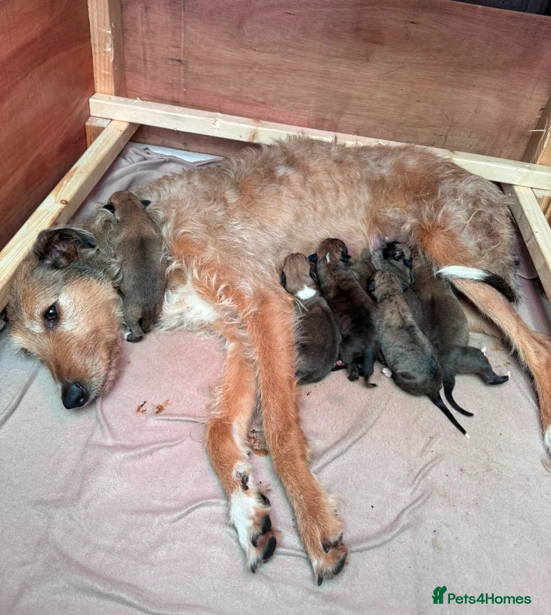 Lurcher dogs for sale: Lurcher pups  - Advert 6