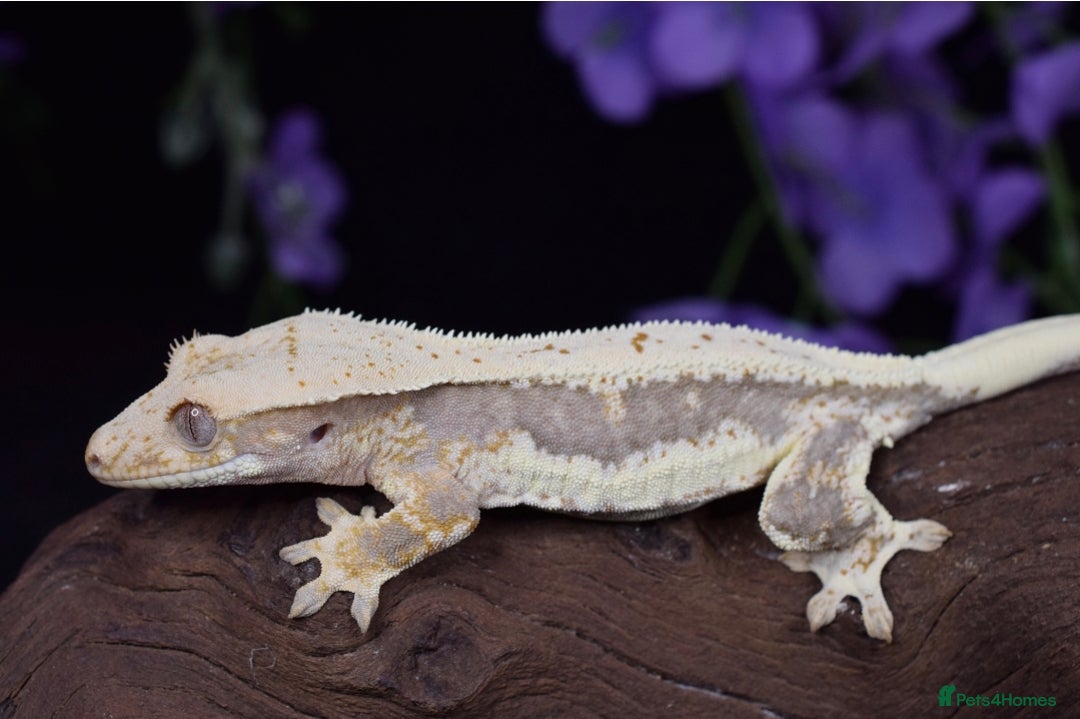 Gecko reptiles for sale: Various crested geckos - Advert 2