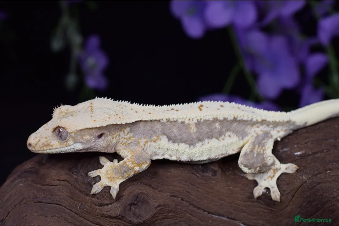 Gecko reptiles for sale: Various crested geckos - Advert 2