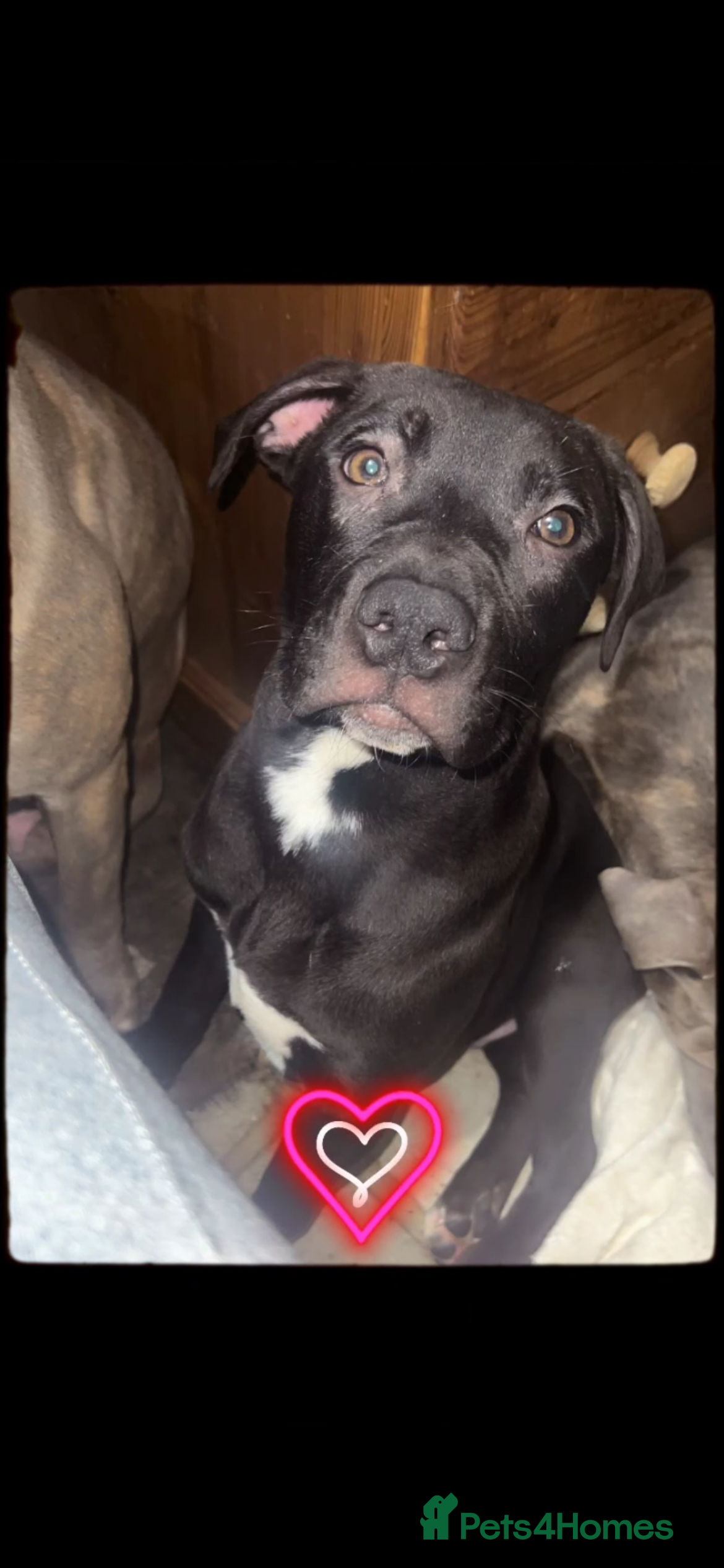 Mixed Breed dogs Staffy X  - Advert 6