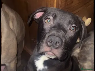 Mixed Breed dogs Staffy X - Advert 6