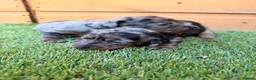 Miniature Dachshund dogs for sale: 3 beautiful minis!  - Advert 6