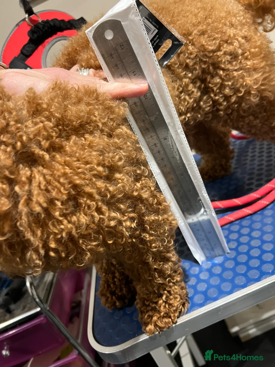 Toy Poodle dogs for stud: Health tested toy poodle  in Feltham - Advert 10