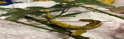 Mixed Breed reptiles for sale: Prickly stick insects - Advert 3