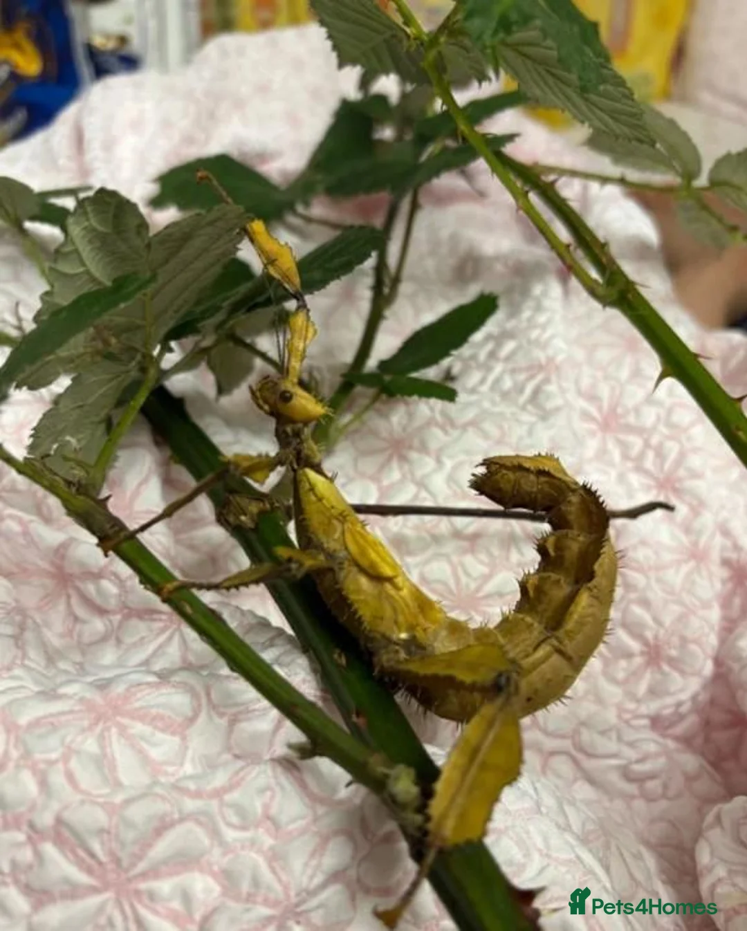 Mixed Breed reptiles for sale: Prickly stick insects - Advert 3