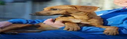 Mixed Breed dogs for adoption: Handsome Henry - Advert 7