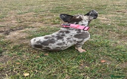 French Bulldog dogs for sale: Mabel, Merle ** French bull dog - Image 3