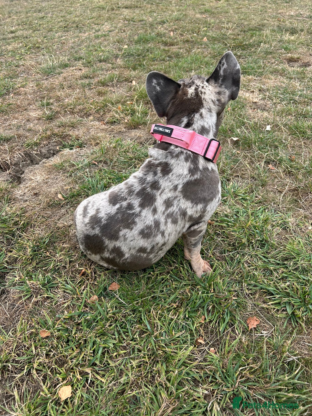 French Bulldog dogs for sale: Mabel, Merle ** French bull dog - Image 3