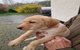 Labrador Retriever dogs for sale: Black and Gold Labrador Pups - Image 21