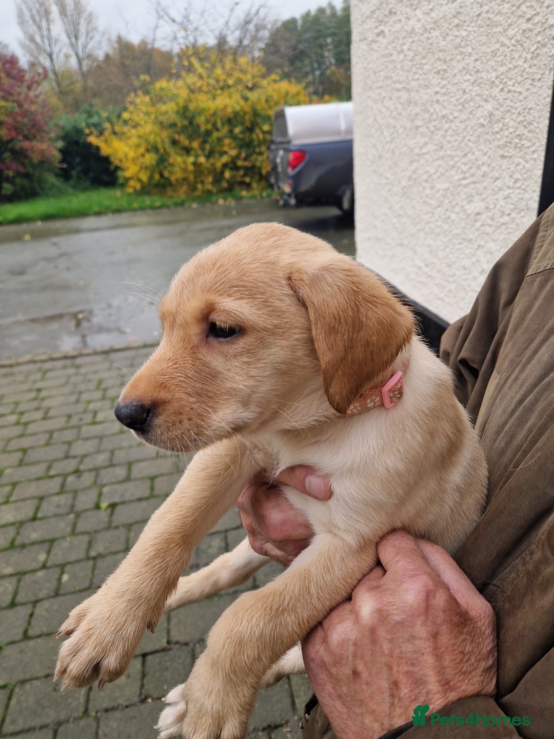 Labrador Retriever dogs for sale: Black and Gold Labrador Pups - Image 21