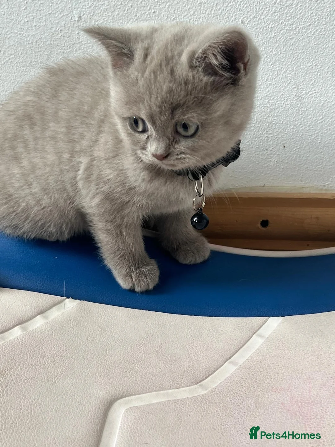 British Shorthair cats for sale: Lilac great British short hair  in Bradford - Advert 7