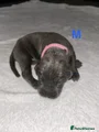 Cane Corso Puppy 2