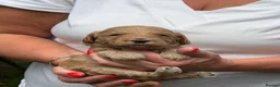 Labradoodle dogs for sale: 🐾 Labradoodle Puppies – Boys & Girls Available 🐾 - Advert 6