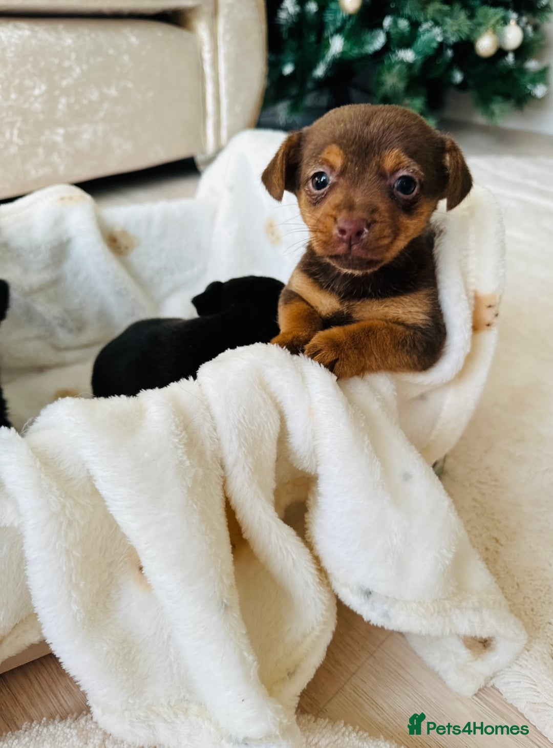 Patterjack dogs for sale: Beautiful patterjack puppies  - Advert 3