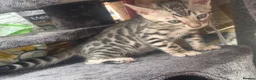 Bengal cats for sale: Bengal female kitten ready now  - Advert 2