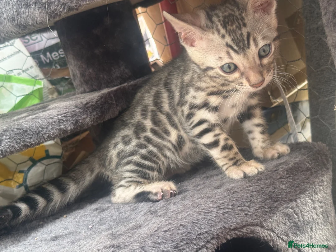 Bengal cats for sale: Bengal female kitten ready now  - Advert 2
