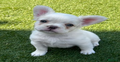 French Bulldog dogs - Advert 8