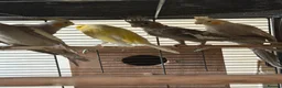 Mixed Breed birds for sale: Baby Cocatiel birds and budgies - Advert 12