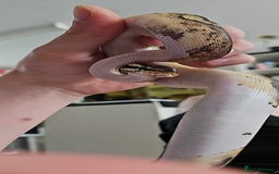 Python Snake reptiles for sale: Royal (Ball) Python  - Image 2
