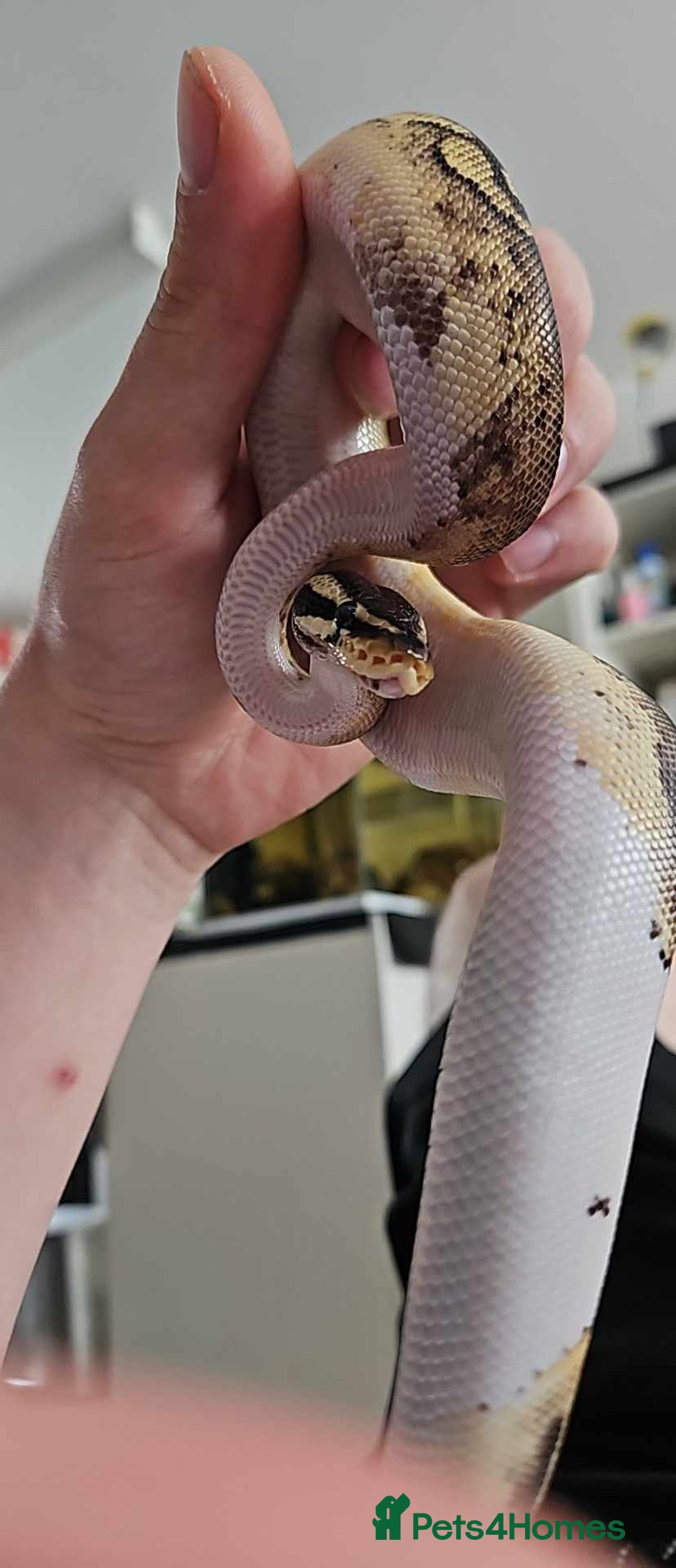 Python Snake reptiles for sale: Royal (Ball) Python  - Image 2