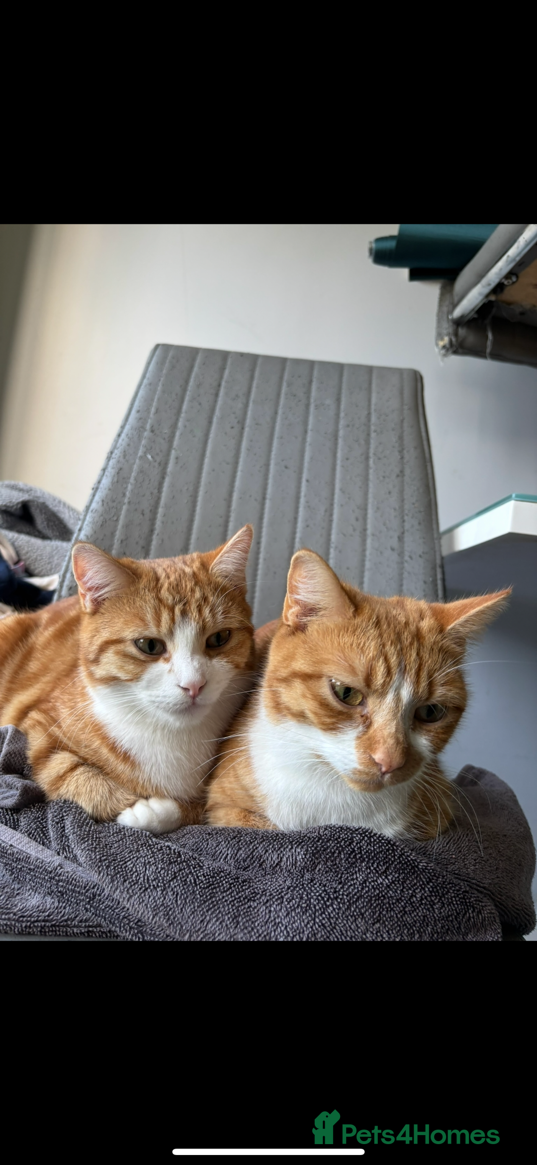 Mixed Breed cats for sale: Mother and Son  - Advert 2