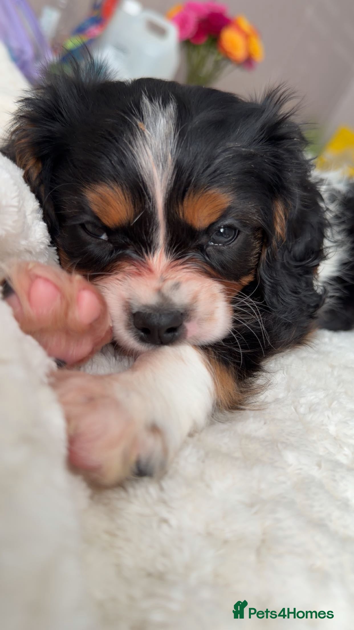 Cavalier King Charles Spaniel dogs Tricolour Cavalier Puppy – Huge Puppy Pack - Advert 1