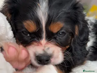 Cavalier King Charles Spaniel dogs Tricolour Cavalier Puppy – Huge Puppy Pack - Advert 1