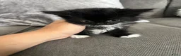 Mixed Breed cats for sale: 5 cute kittens for sale 🐾🐾🥹 - Advert 5