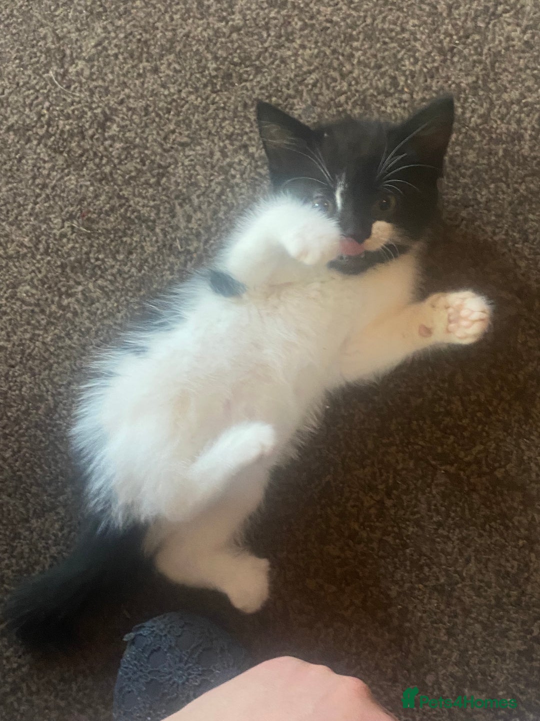 Mixed Breed cats for sale: Lovely 2 kittens - Image 5