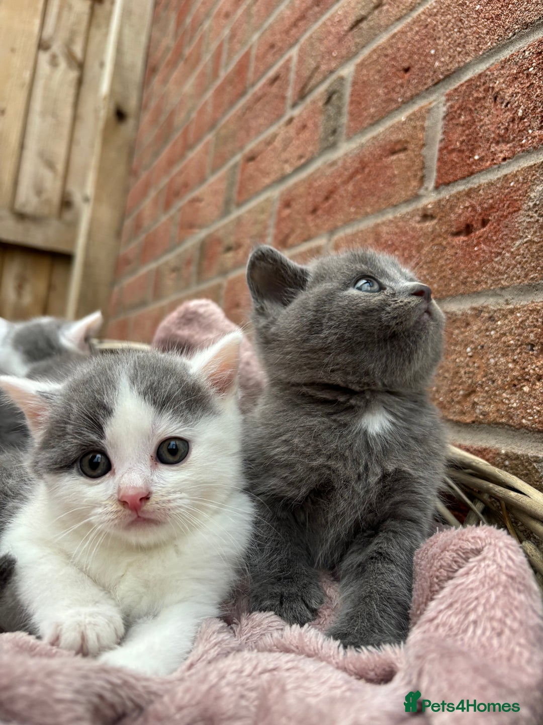 British Shorthair cats for sale: British shorthair kittens  - Image 14