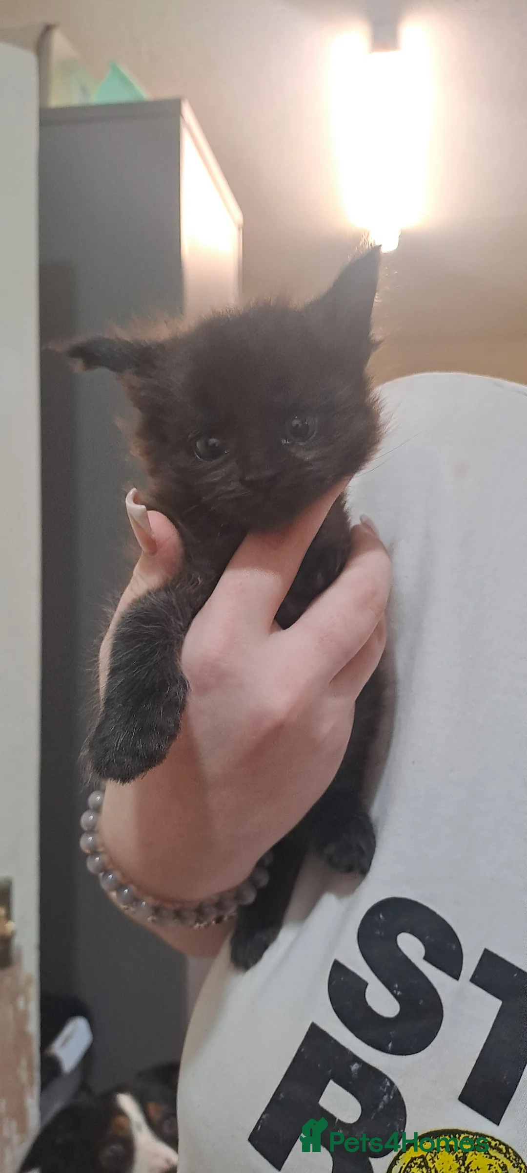 Maine Coon cats for sale: 3 beautiful main coon kittens - Advert 2