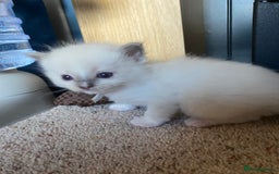 Ragdoll cats for sale: 6 ragdoll kittens  - Image 17