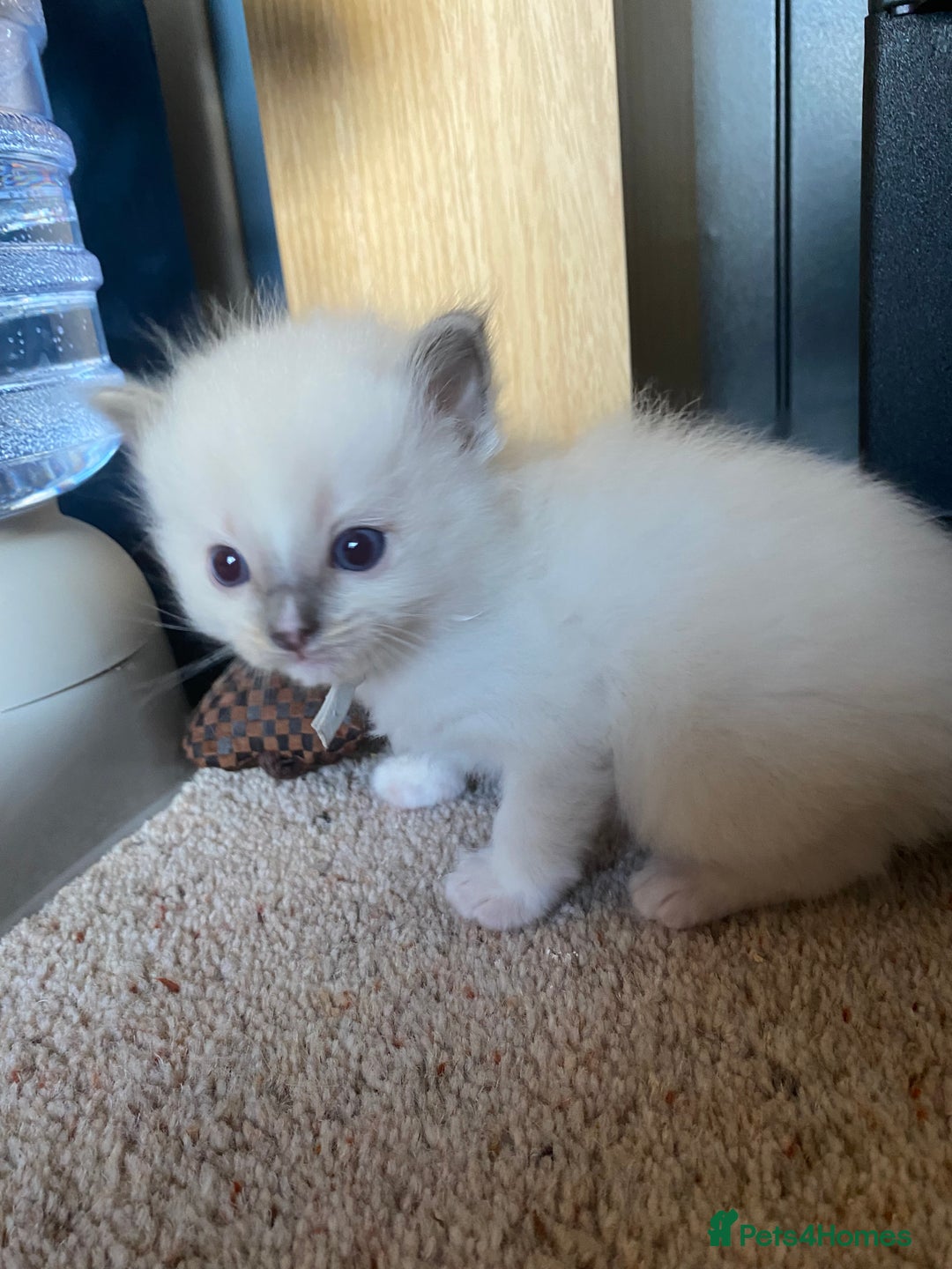 Ragdoll cats for sale: 6 ragdoll kittens  - Image 17