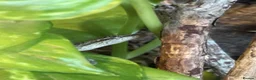Gecko reptiles for sale: Mourning Geckos - Advert 11
