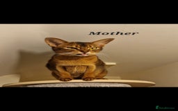 Abyssinian cats for sale: Pure Abyssinian kittens ❤️Ready to go 😍  - Image 39