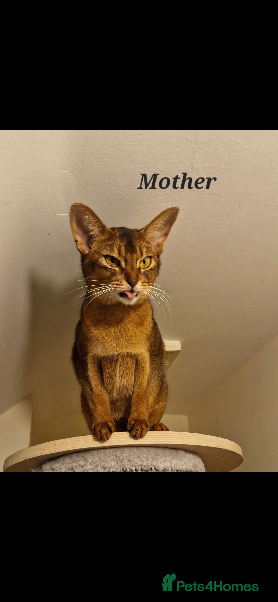Abyssinian cats for sale: Pure Abyssinian kittens ❤️Ready to go 😍  - Image 39