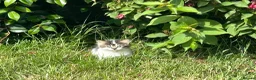 Mixed Breed cats for sale: Long haired kittens male and female  - Advert 6