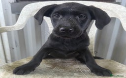 Labrador Retriever dogs for sale: 🖤 Dolly the Black Labrador Girl 🖤 in Market Rasen - Image 1